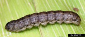 Ulat tanah ( larva )