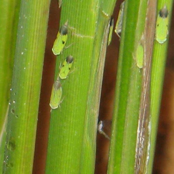 Wereng hijau. Sumber: http://bali.litbang.pertanian.go.id